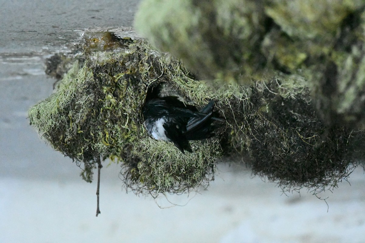 Tenggara Swiftlet - ML647197145