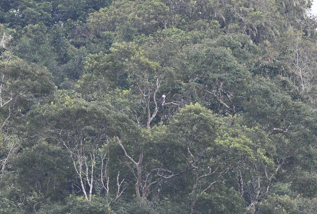 Flores Hawk-Eagle - ML647197159