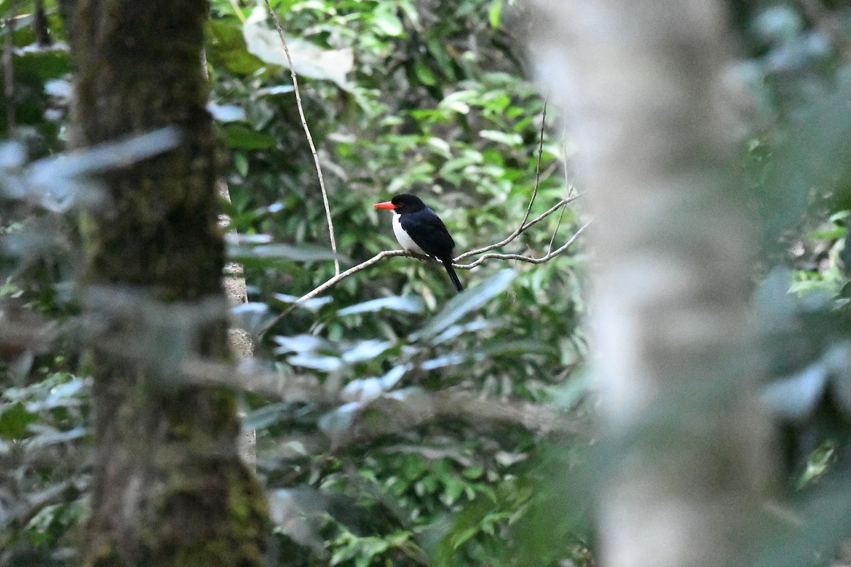 sundaisfugl - ML647197165