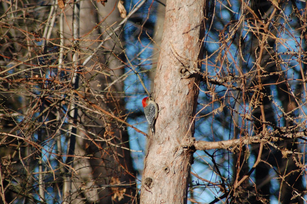 Carpintero de Carolina - ML647197167