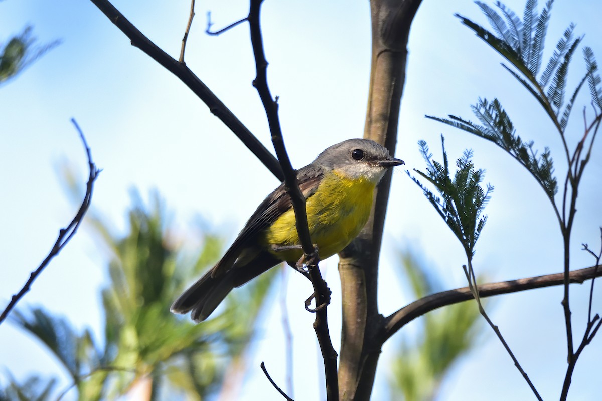 Petroica Amarilla - ML647197168