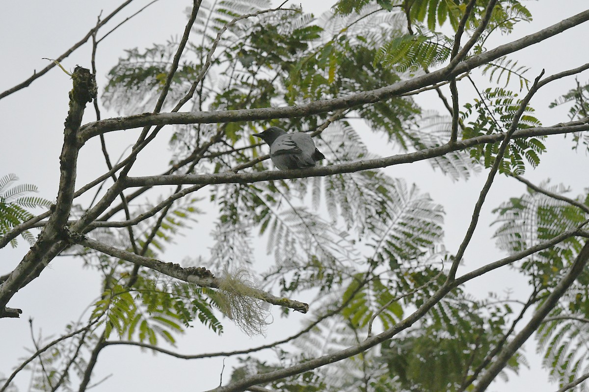 Pale-shouldered Cicadabird - ML647197169