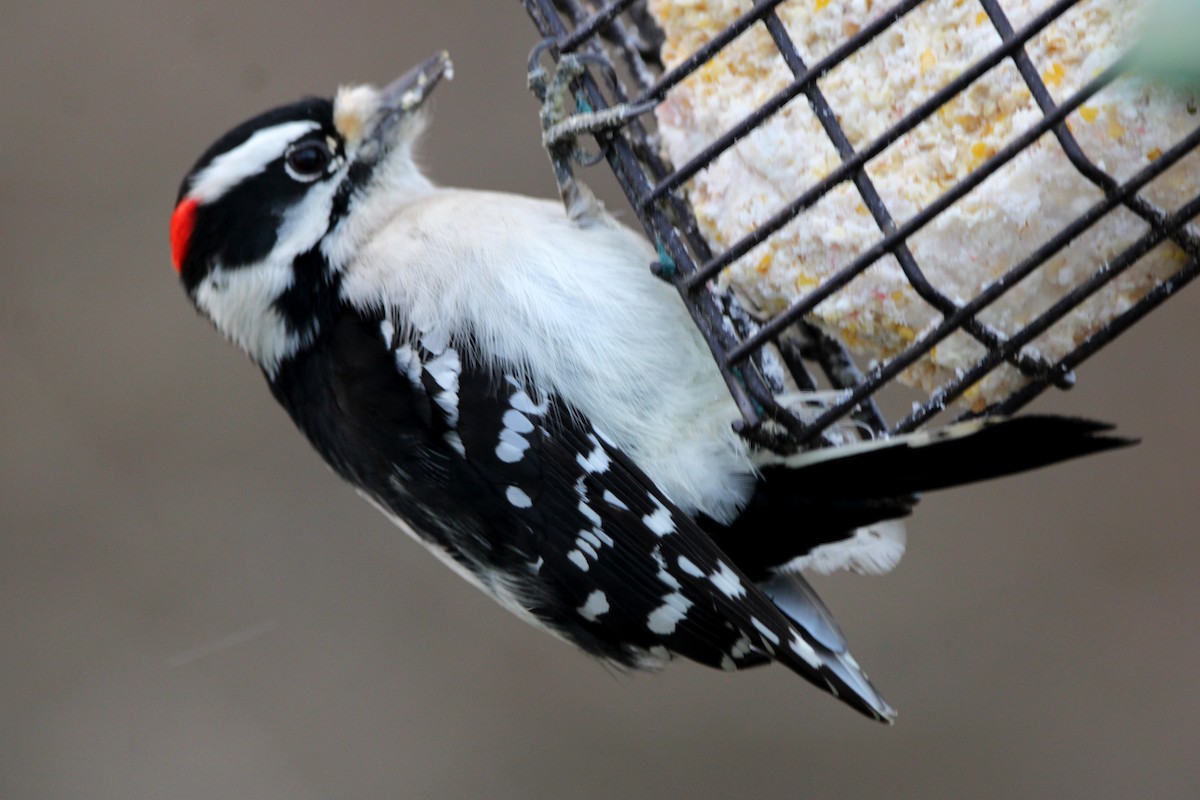Downy Woodpecker (Eastern) - ML647197206
