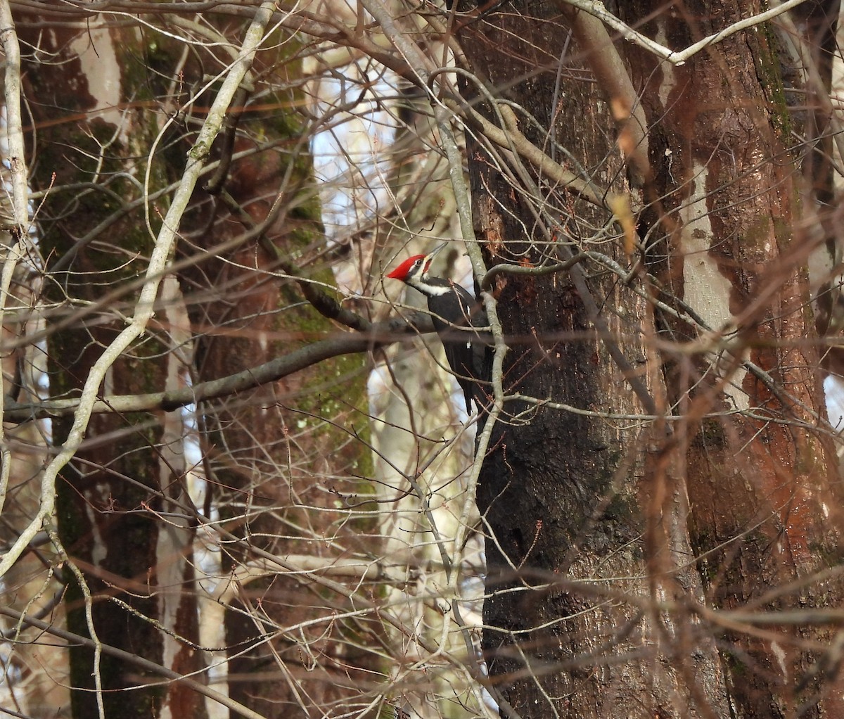 Pileated Woodpecker - ML647197221