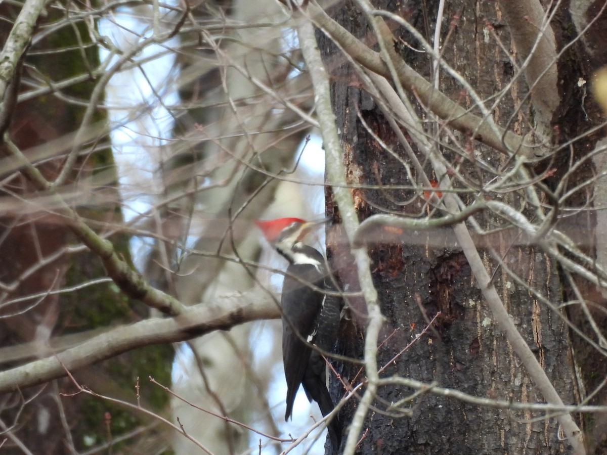Pileated Woodpecker - ML647197222