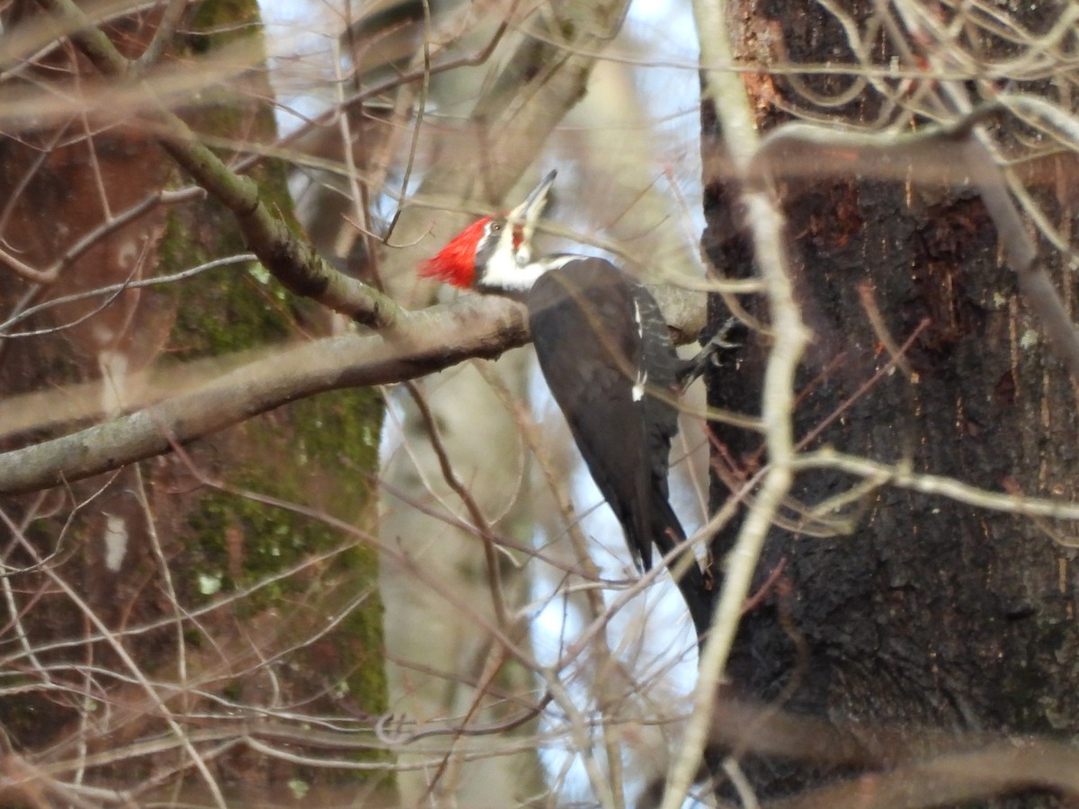 Pileated Woodpecker - ML647197226
