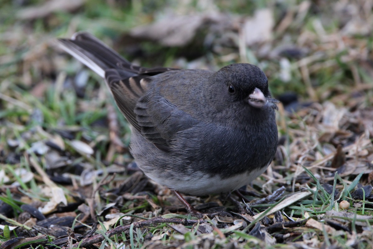 Dark-eyed Junco (cismontanus) - ML647197246