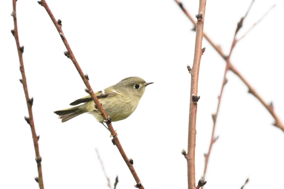 králíček americký - ML647197250