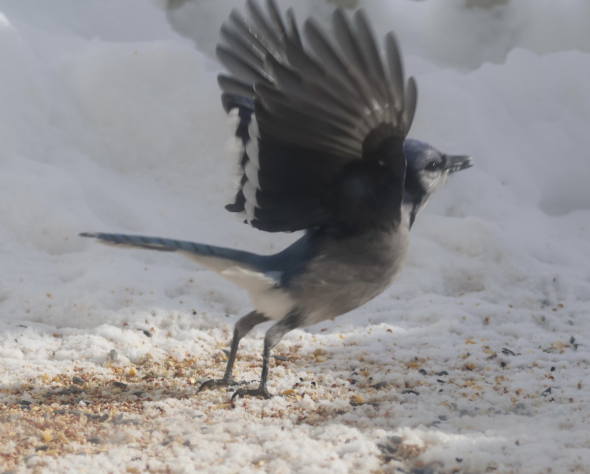 Blue Jay - ML647197252