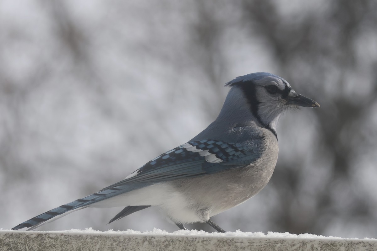 Blue Jay - ML647197253