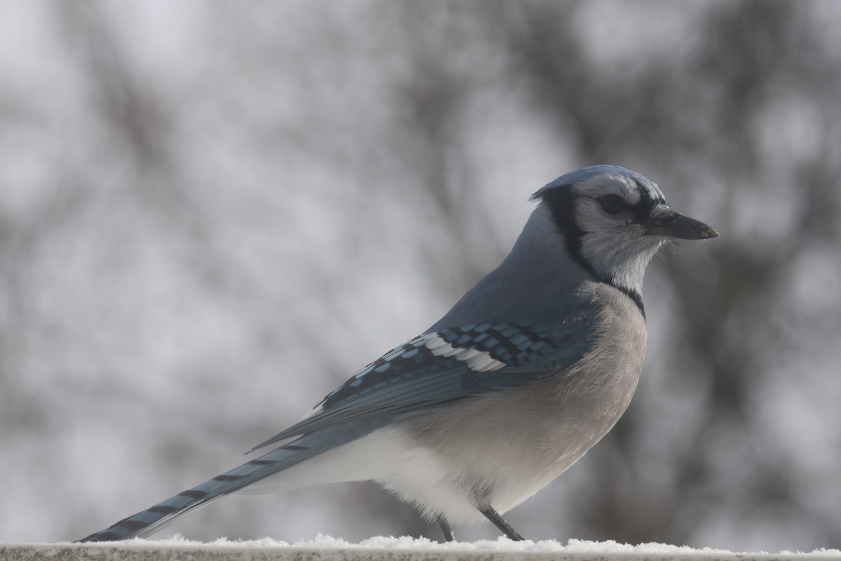 Blue Jay - ML647197254