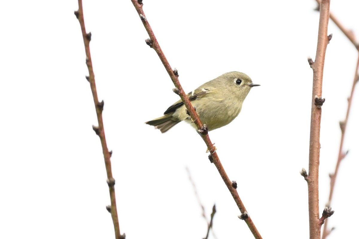 králíček americký - ML647197255