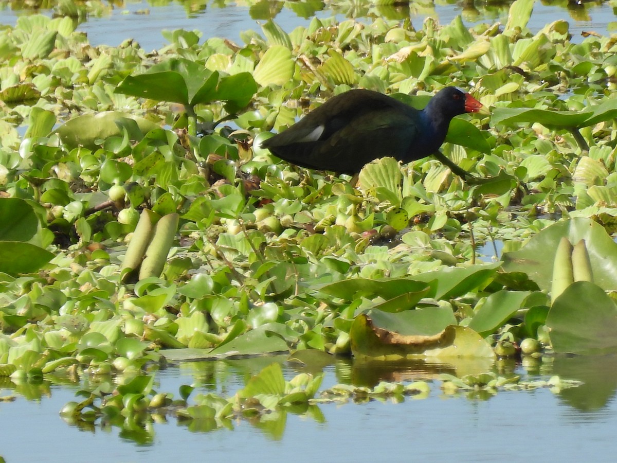 Малая султанка - ML647197258