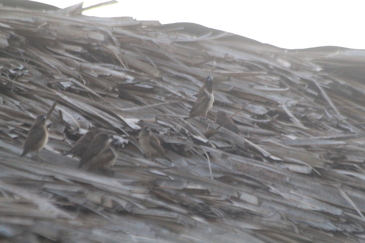 Bronze Mannikin - ML647197261