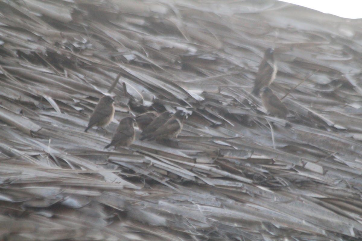 Bronze Mannikin - ML647197262