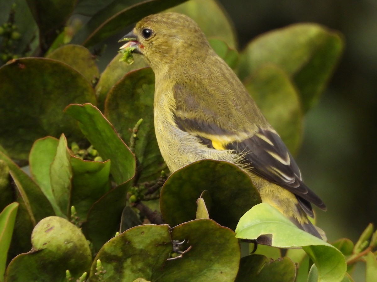 Andean Siskin - ML647197267