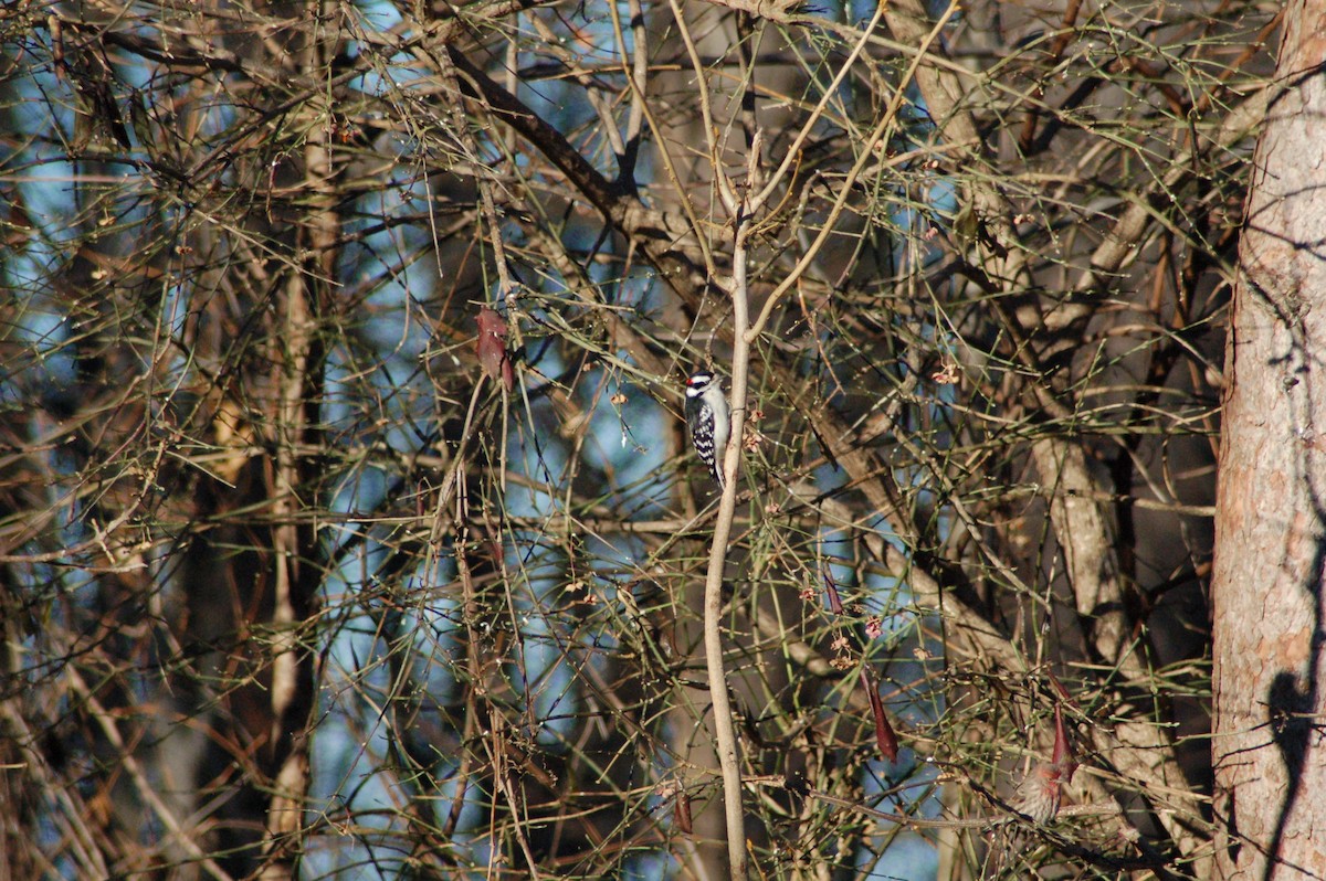 Pico Pubescente - ML647197286