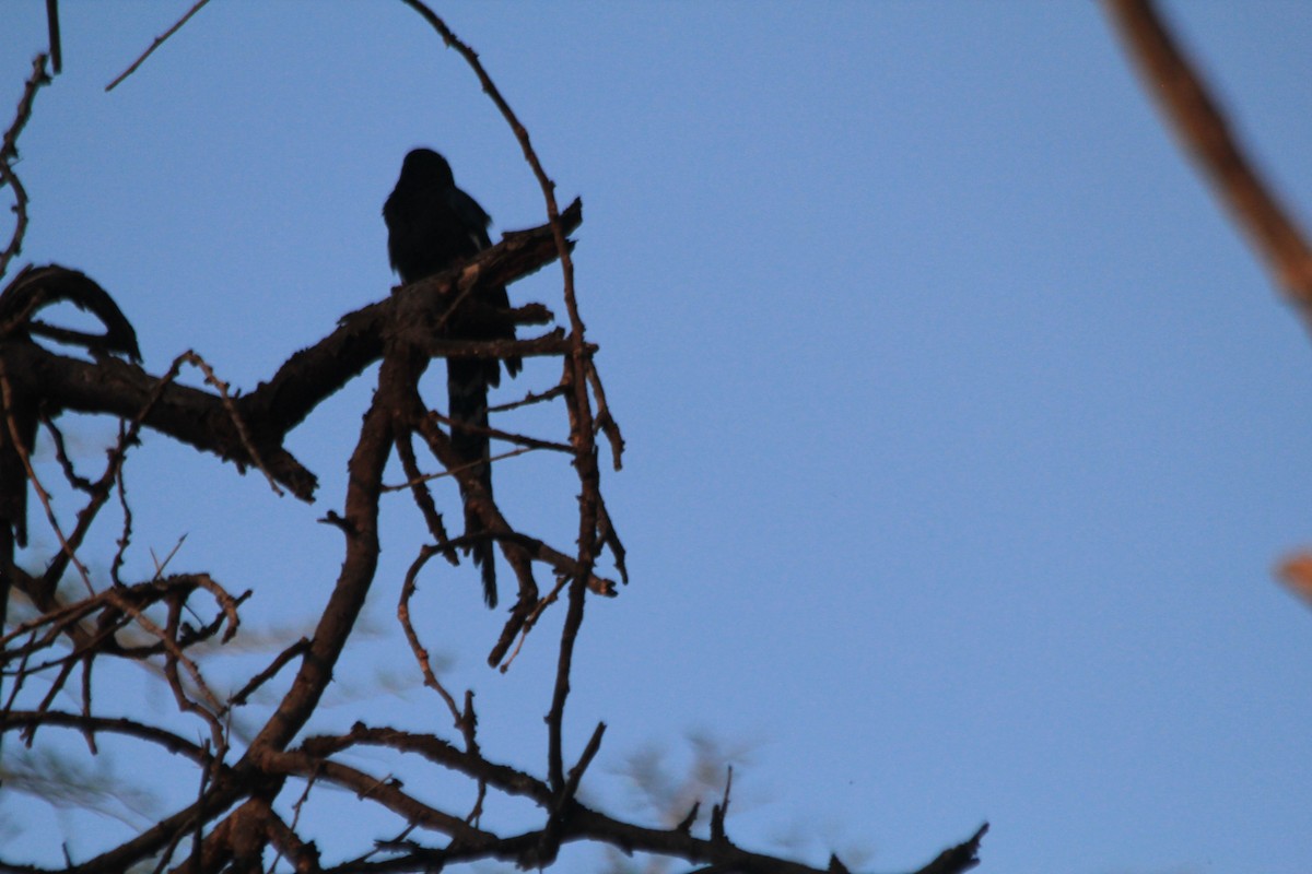 Green Woodhoopoe - ML647197288