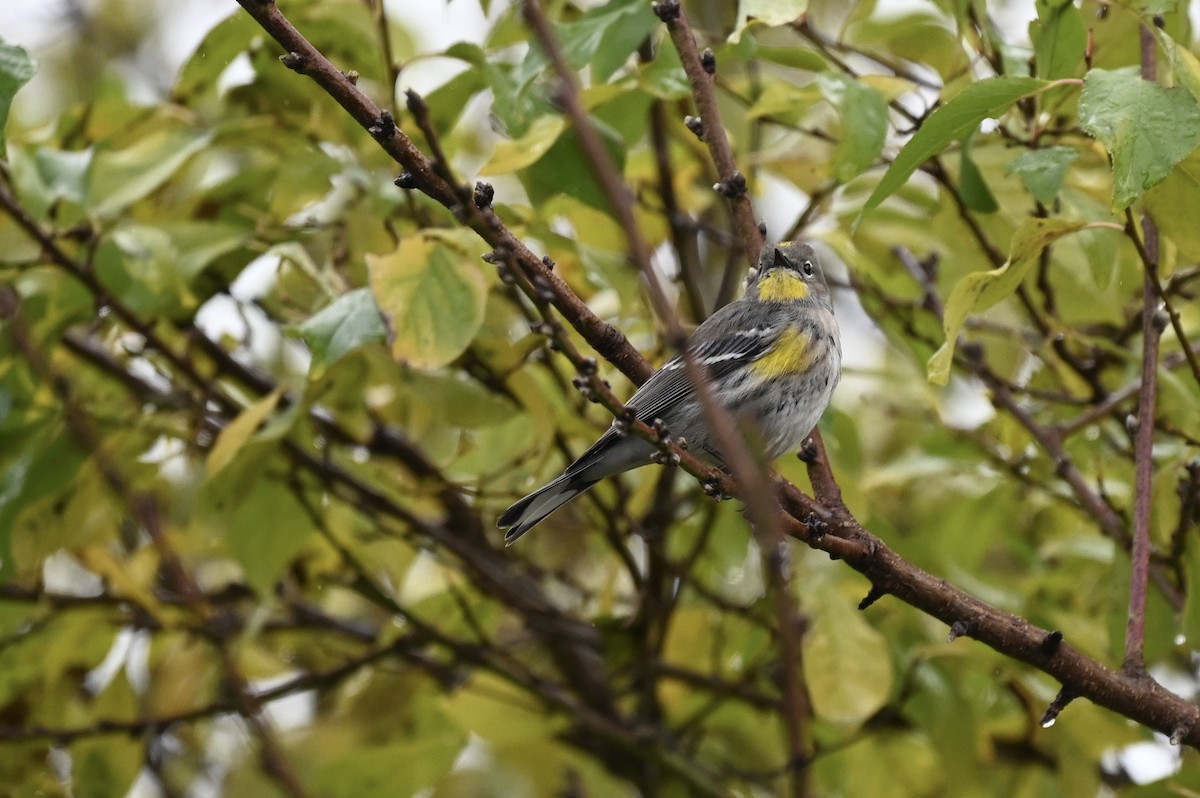 lesňáček žlutoskvrnný - ML647197290