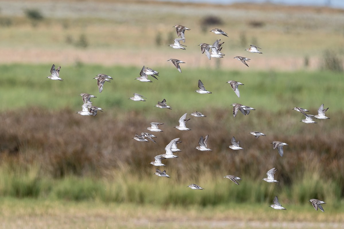 コシジロウズラシギ - ML647197299