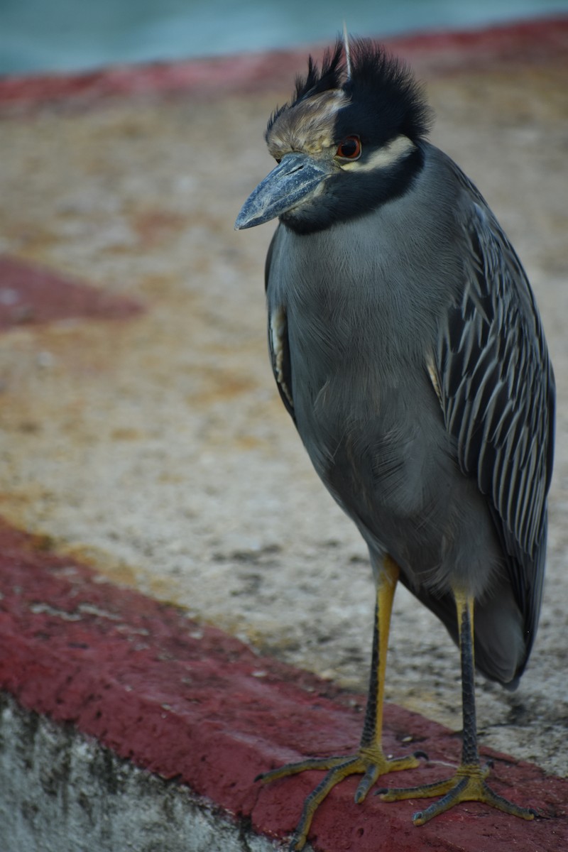 Yellow-crowned Night Heron - ML647197303