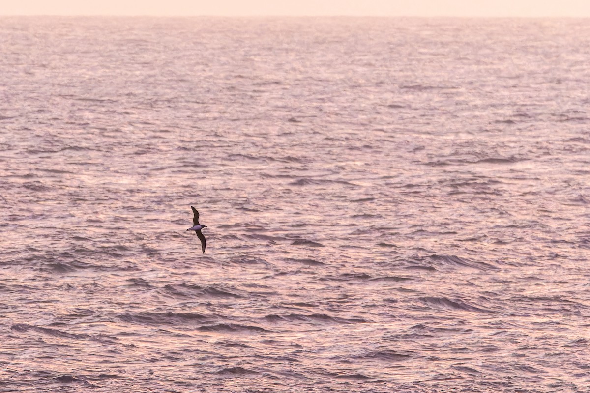 Тайфунник новозеландський - ML647197307