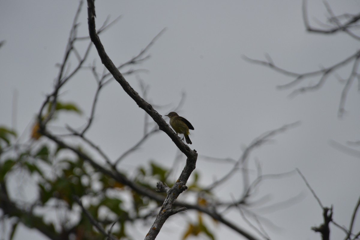 Пісняр-лісовик рудоголовий - ML647197311