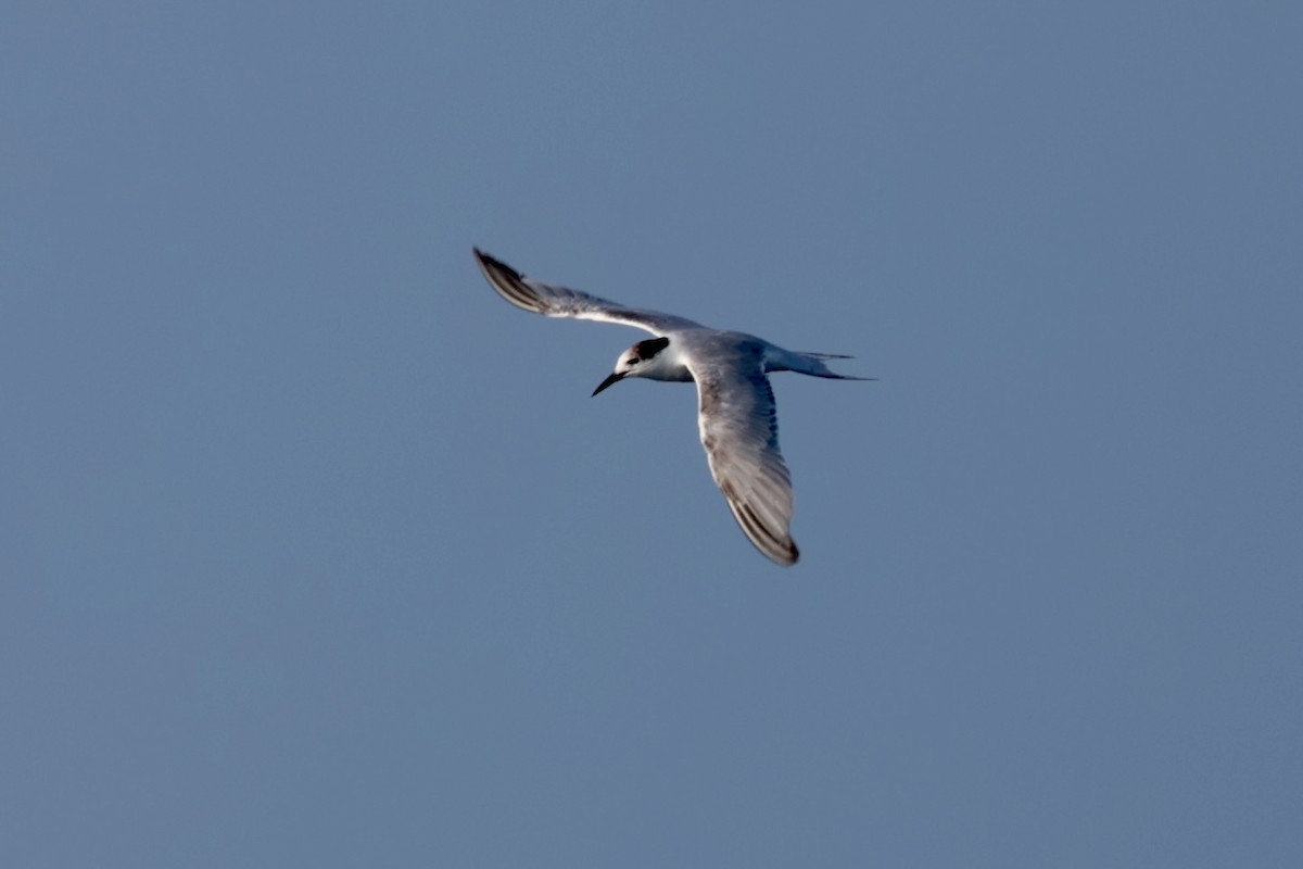 Common Tern - ML647197317