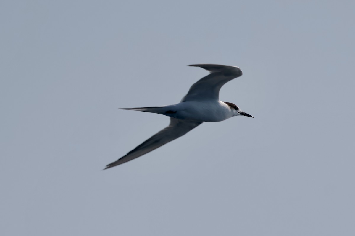 Common Tern - ML647197318