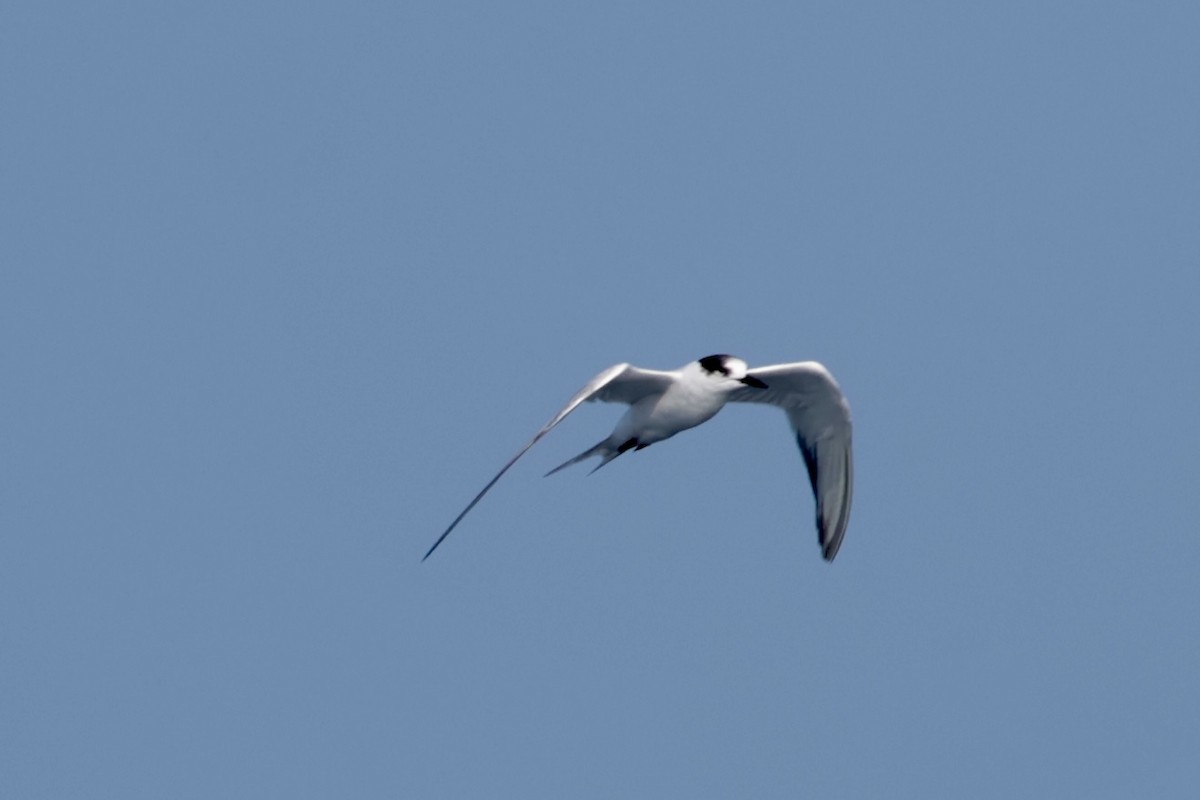 Common Tern - ML647197319