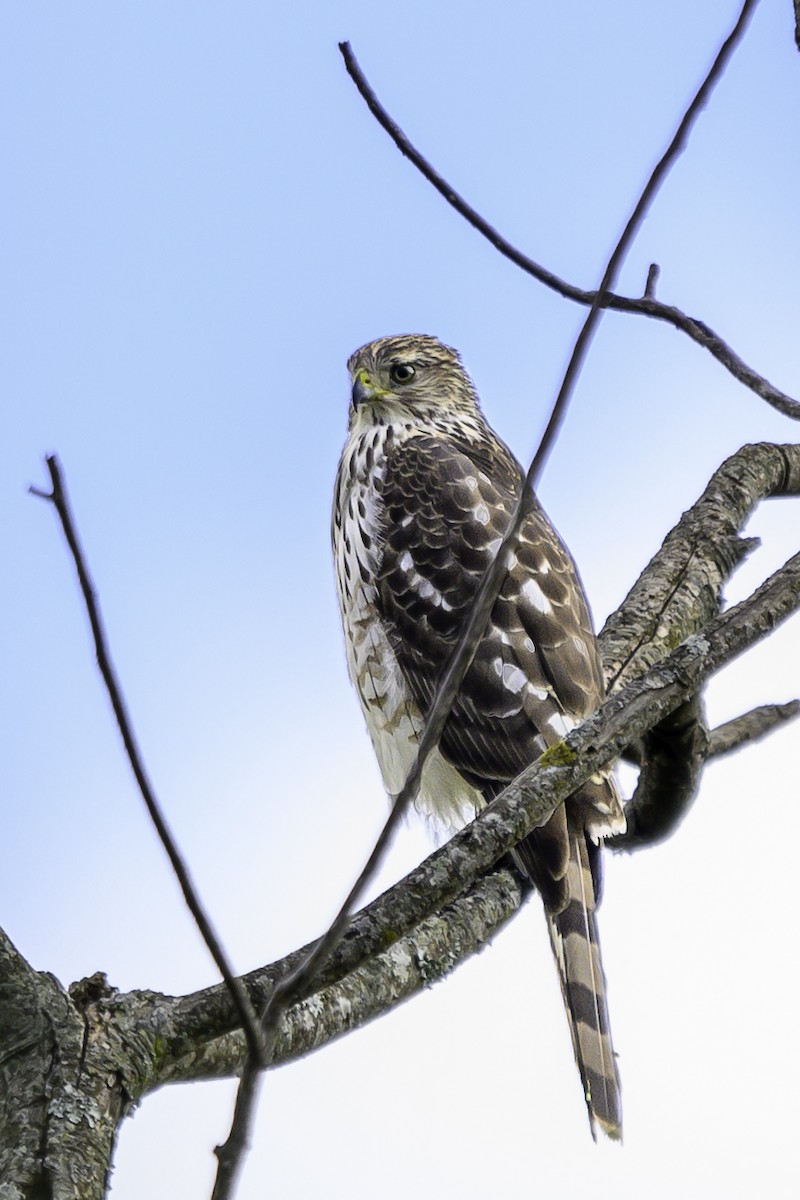 Яструб чорноголовий - ML647197321