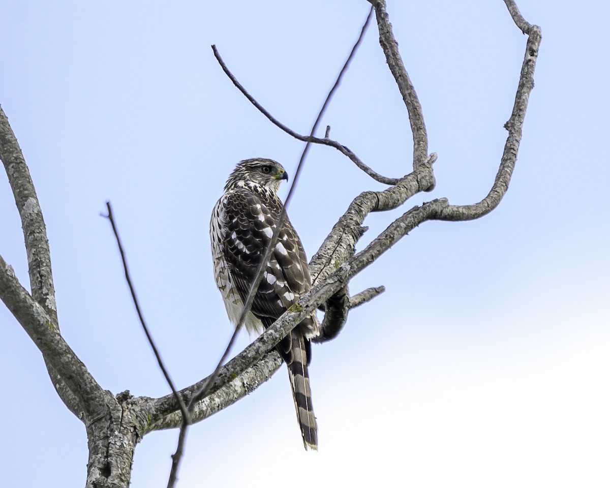 Яструб чорноголовий - ML647197322