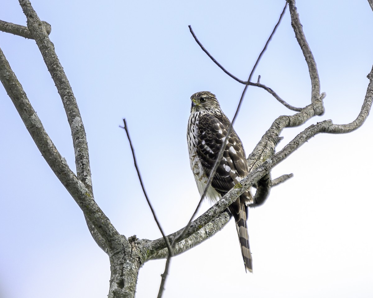 Cooper's Hawk - ML647197323