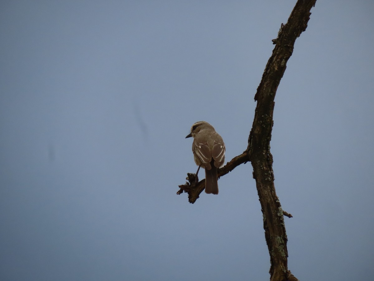 Мухарка попеляста [група microrhynchus] - ML647197324