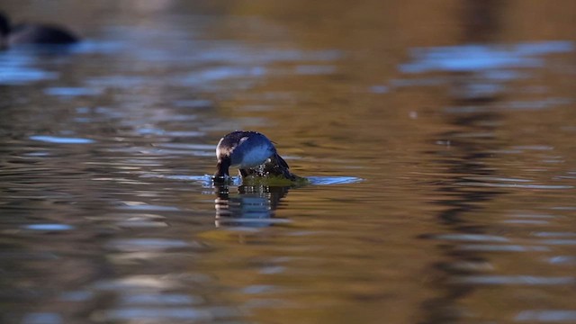 Гоголь малий - ML647197325