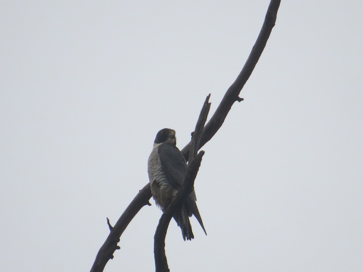 Підсоколик малий - ML647197327