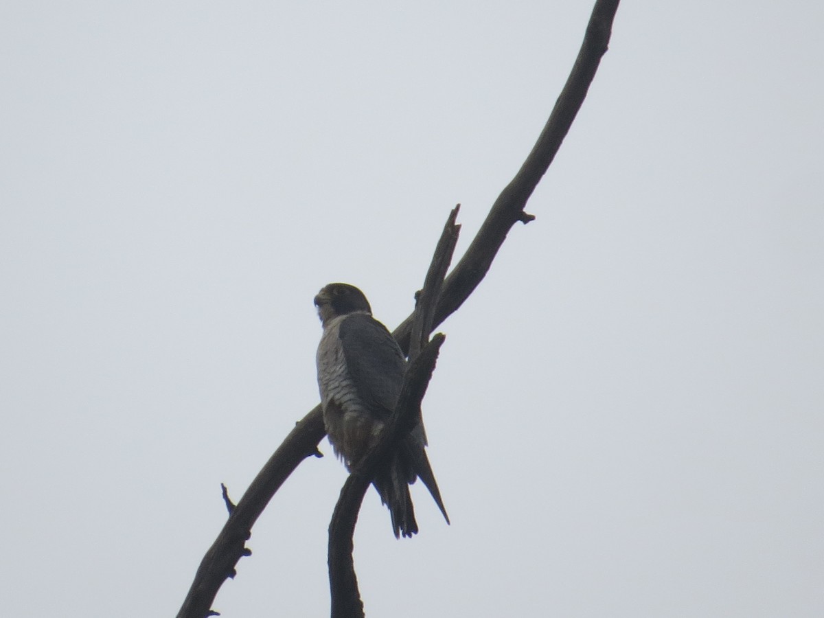 Підсоколик малий - ML647197328