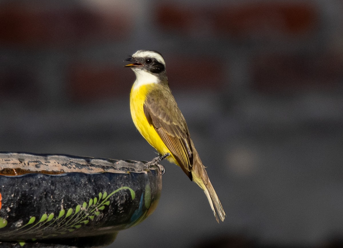 Бієнтевіо червоноголовий - ML647197329