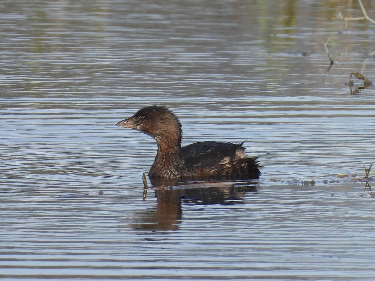 Пірникоза рябодзьоба - ML647197330