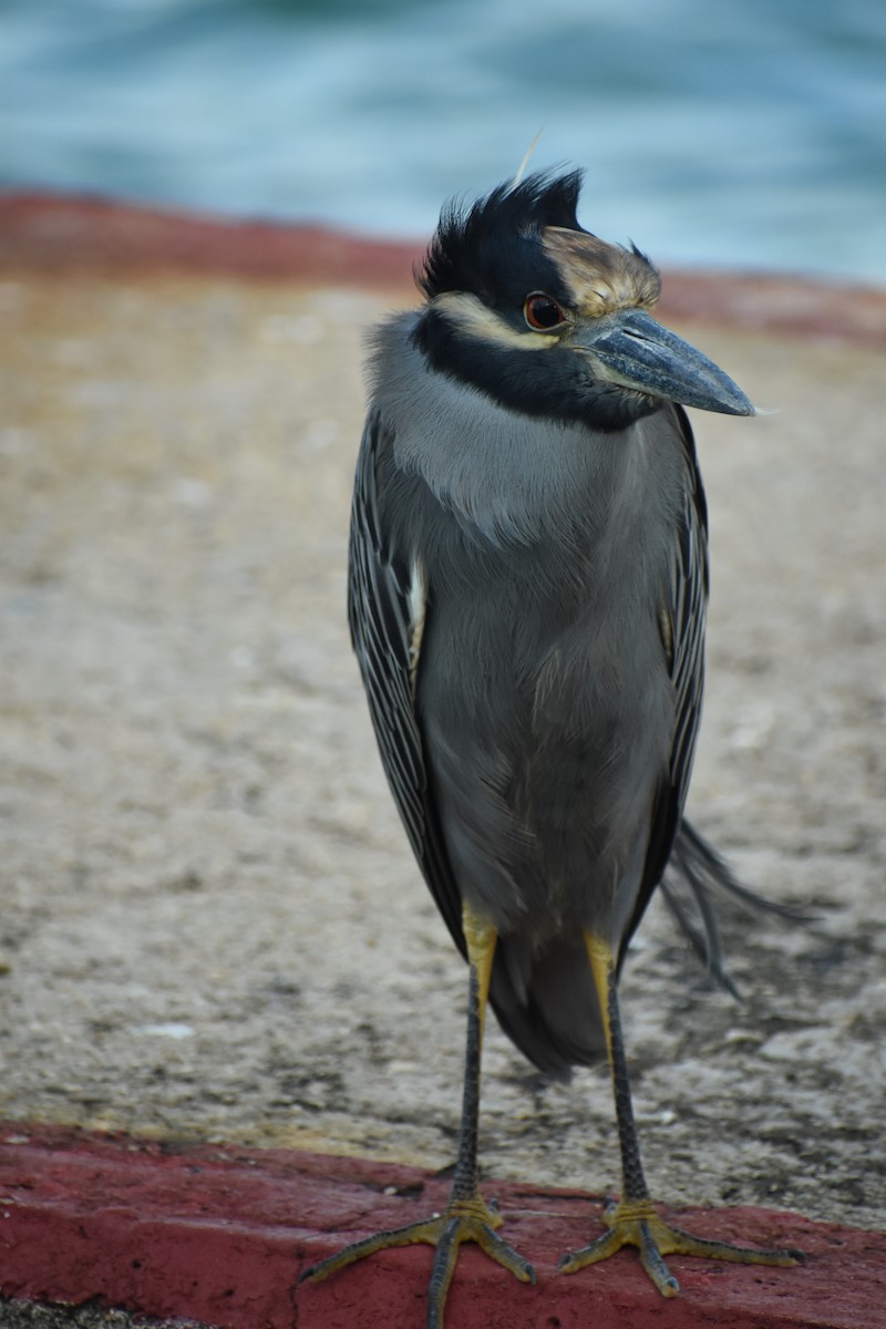 Квак чорногорлий - ML647197331