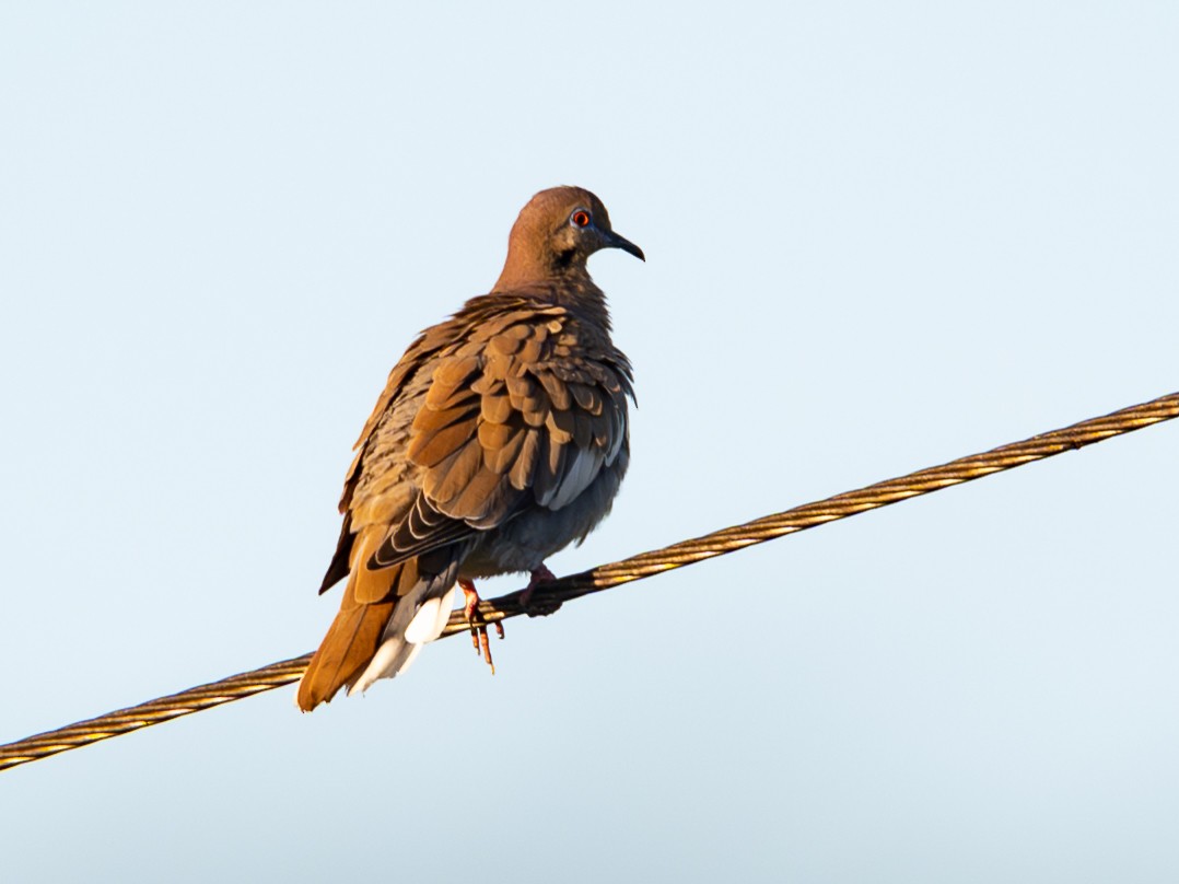 Зенаїда білокрила - ML647197336