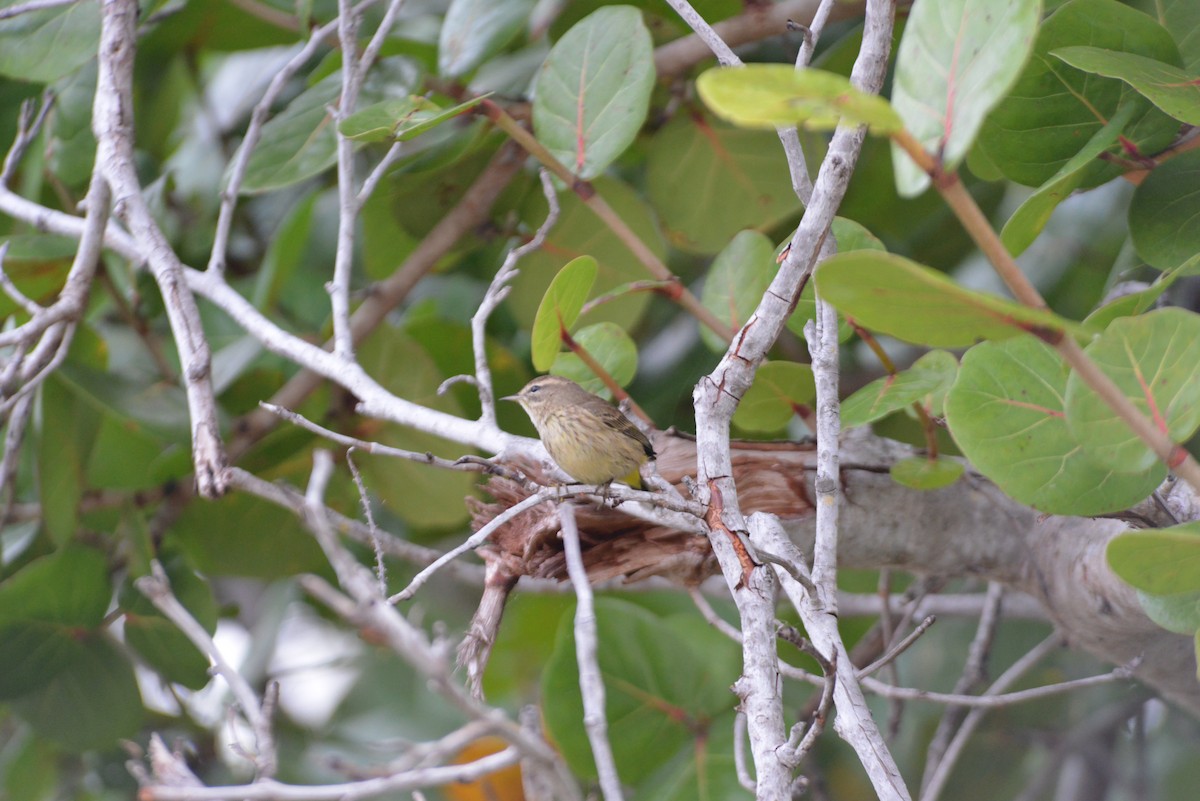 Пісняр-лісовик рудоголовий - ML647197337