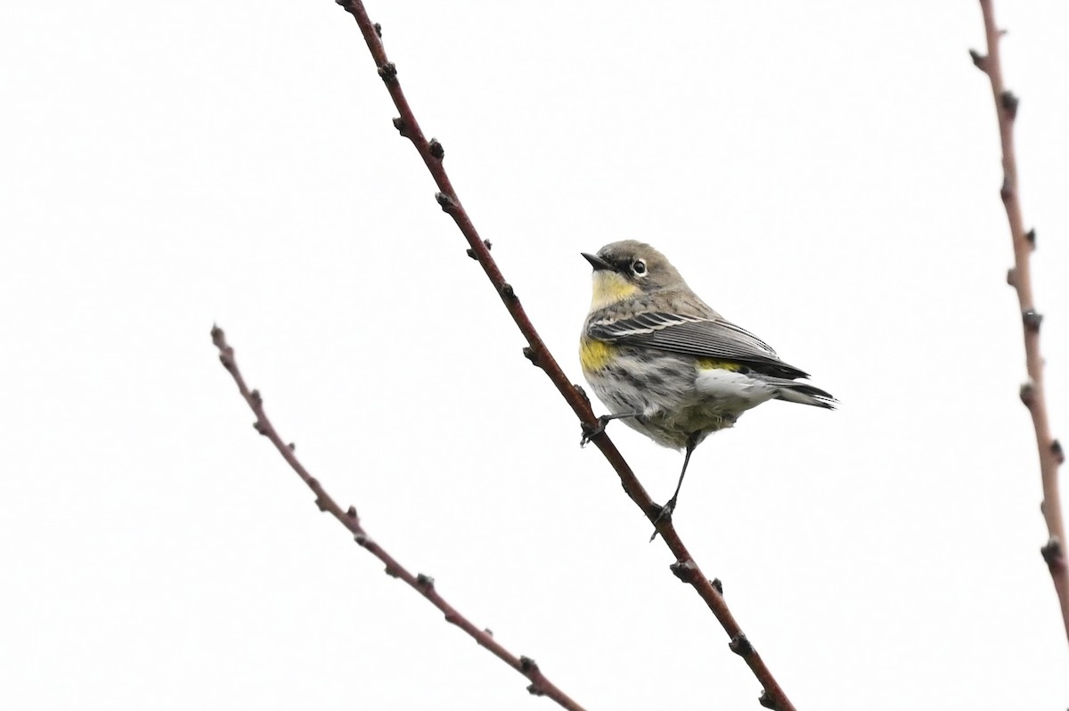 Пісняр-лісовик жовтогузий - ML647197338