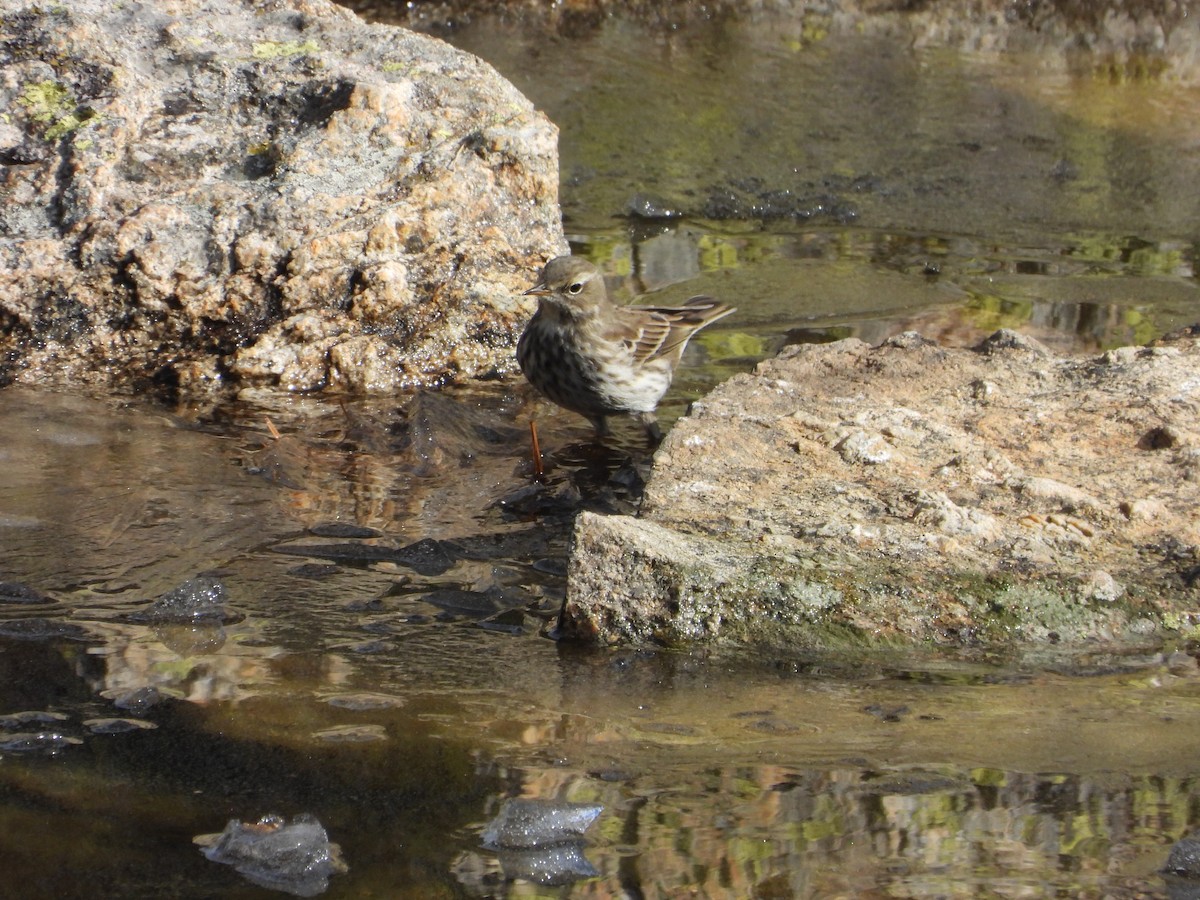 Щеврик гірський - ML647197345