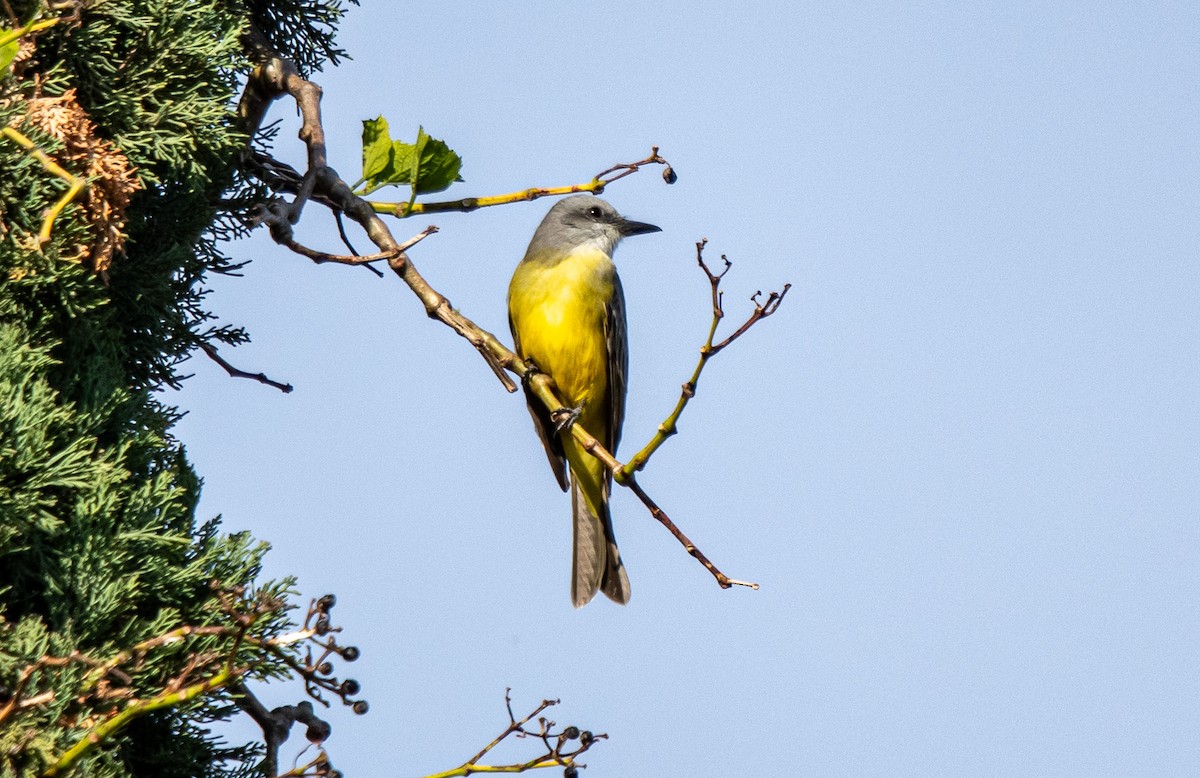 Тиран тропічний - ML647197346