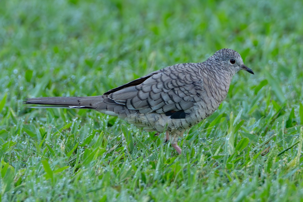 Горличка-інка мексиканська - ML647197347