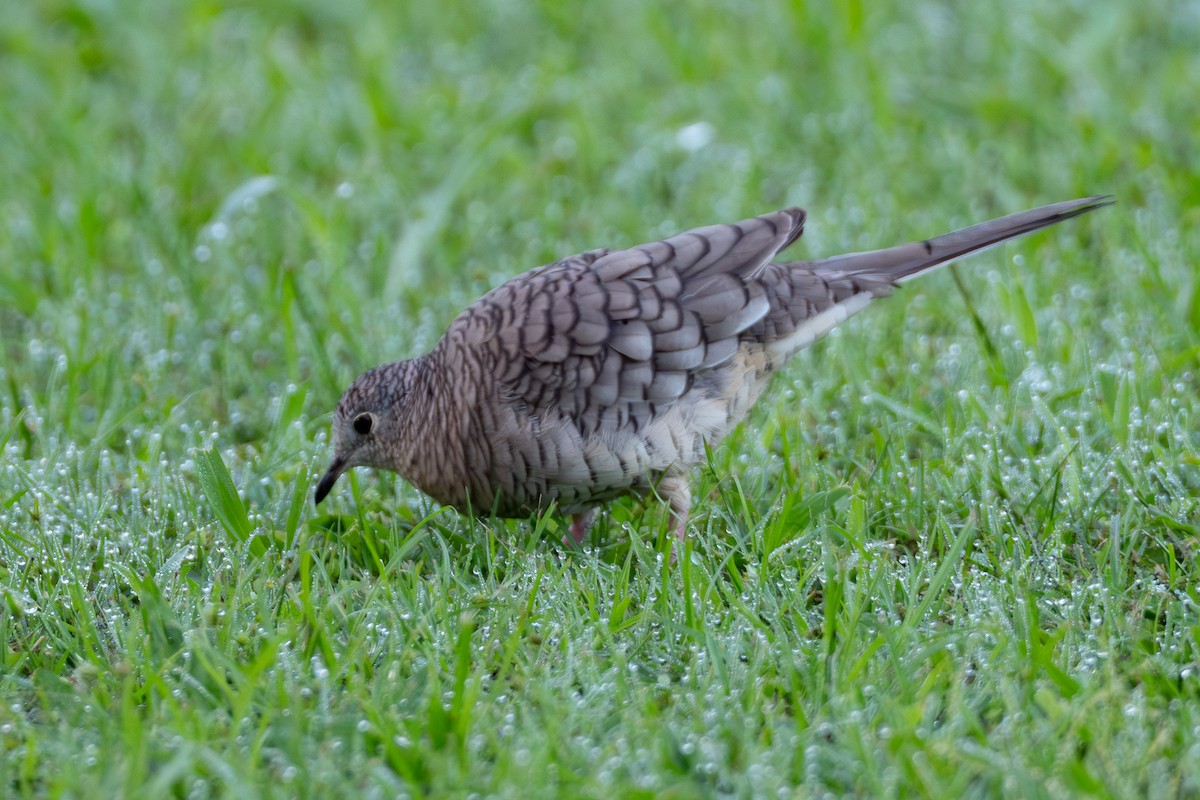 Горличка-інка мексиканська - ML647197348