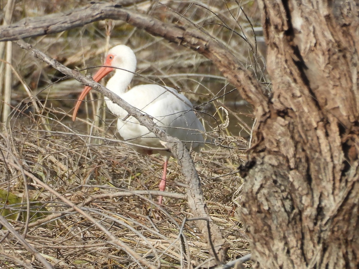 White Ibis - ML647197349