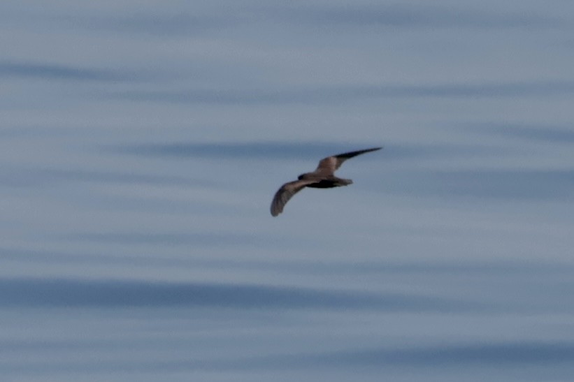 Качурка північна/негроанська - ML647197350