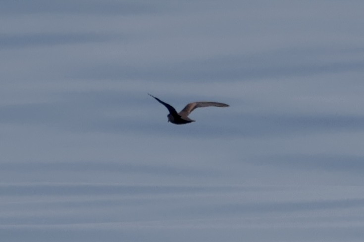 Качурка північна/негроанська - ML647197351